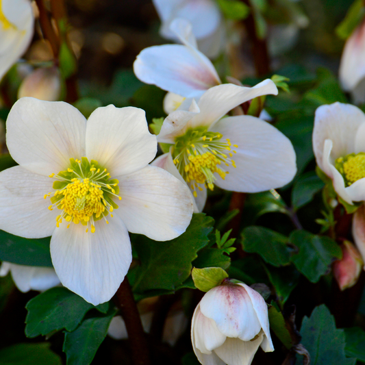 Helleborus niger ‘Christmas Carol’ – set van 48 winterbloeiende kerstrozen met witte bloemen, winterhard en onderhoudsarm, verkrijgbaar bij Plant To Day.