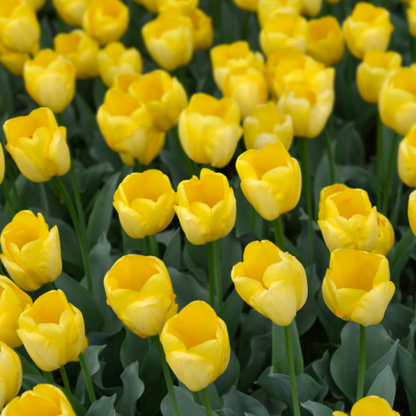 Tulpenbollen Strong Gold – klassieke gele tulpen met stevige stelen – 20 stuks maat 11/12 – geschikt voor tuin, border, pot en als snijbloem – KH Bloembollen®