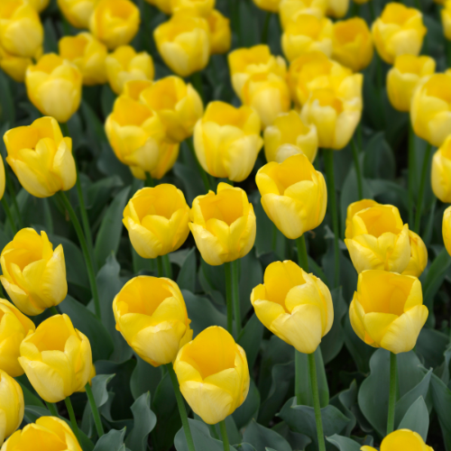 Tulpenbollen Strong Gold – klassieke gele tulpen met stevige stelen – 20 stuks maat 11/12 – geschikt voor tuin, border, pot en als snijbloem – KH Bloembollen®