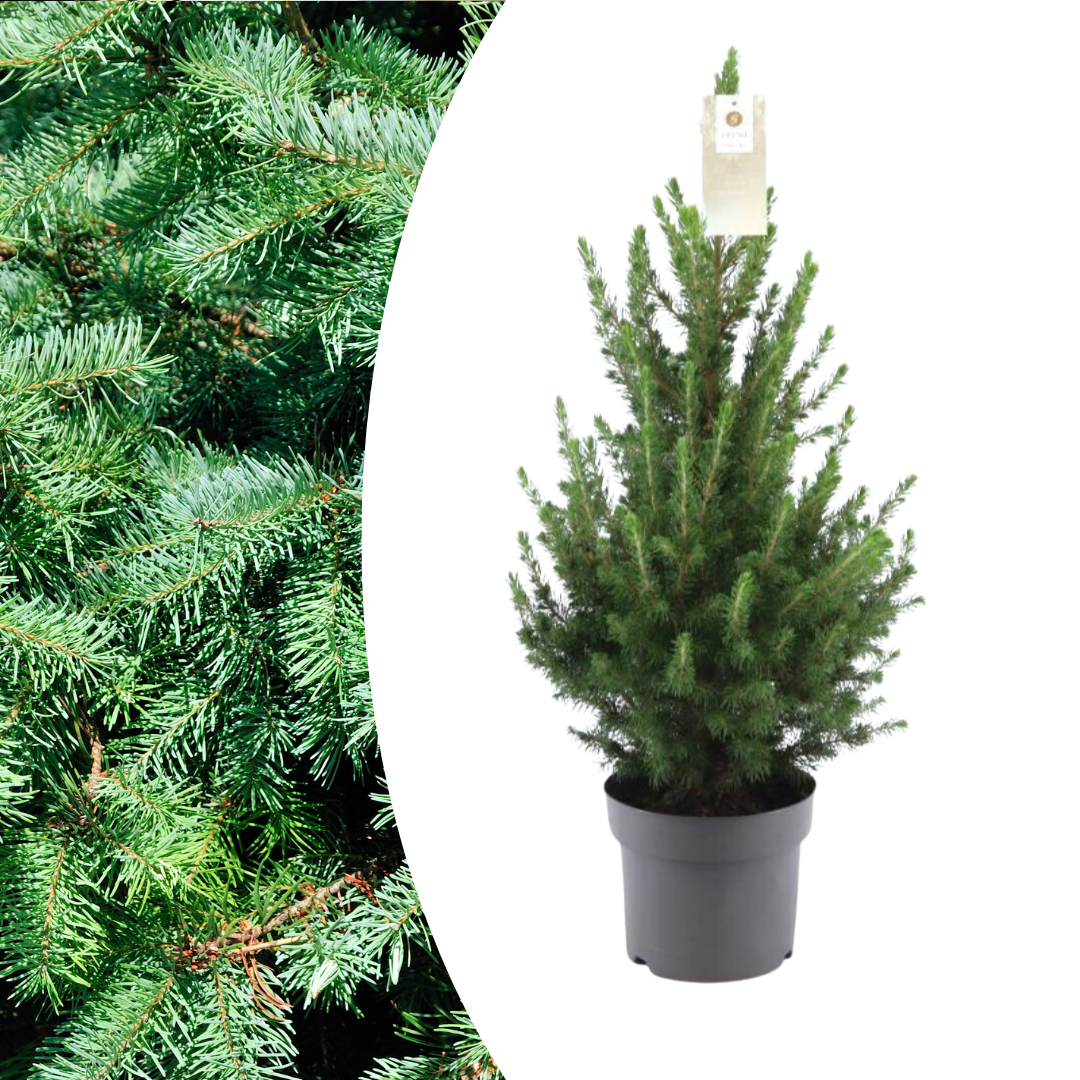 Kleine Kerstboom | Picea Glauca Conica