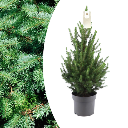 Kleine Kerstboom | Picea Glauca Conica
