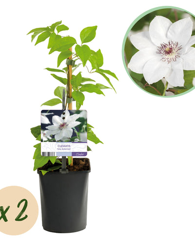2 x Clematis Miss Bateman | Klimplant | Witbloeiend