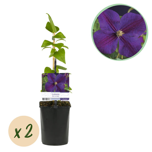 Diepblauwe clematis klimplant voor pergola en schutting