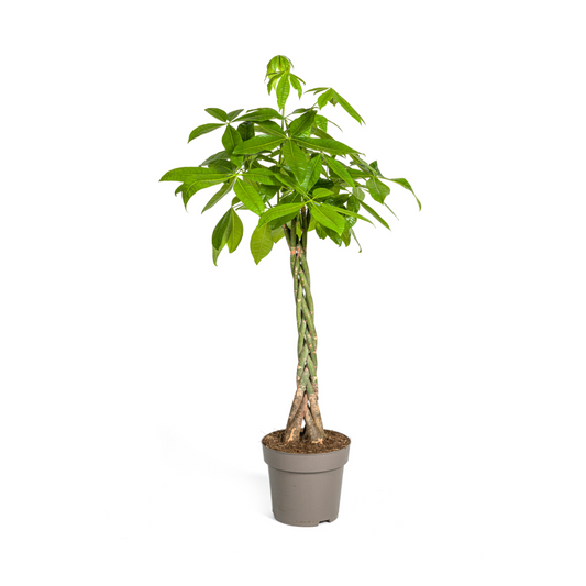 Pachira Aquatica geldboom Ø27cm ↕130-150cm met gevlochten stam en groene bladeren – tropische kamerplant