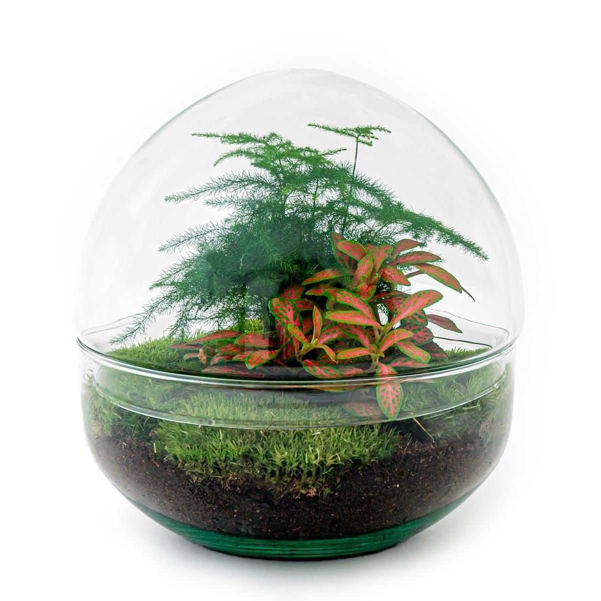 Klein bolglas terrarium met groene planten voor binnen. Planttoday