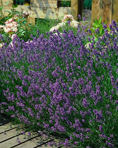 Lavandula ang. 'Munstead' - ↕10-25cm - Ø9cm - Planttoday