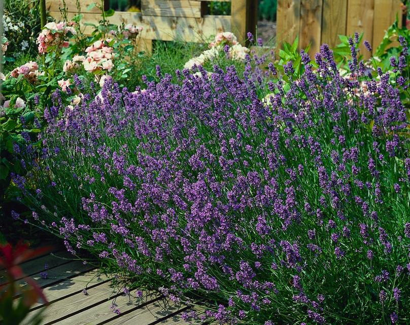 Lavandula ang. 'Munstead' - ↕10-25cm - Ø9cm - Planttoday