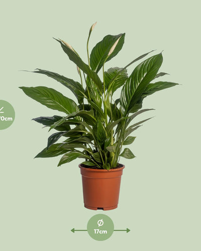 Spathiphyllum Vivaldi Peace Lily kamerplant met glanzende groene bladeren en witte bloemen in pot van 17 cm, hoogte 70 cm, luchtzuiverende en onderhoudsarme plant voor binnen, woonkamer of kantoor. Ook in Belgie