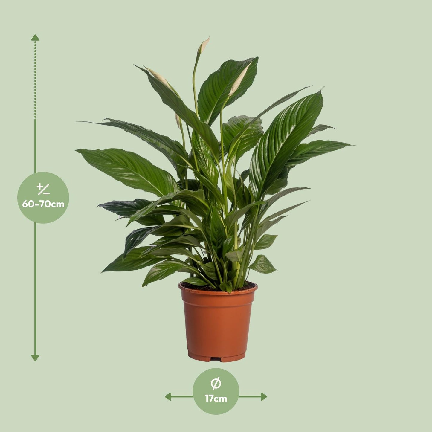 Spathiphyllum Vivaldi Peace Lily kamerplant met glanzende groene bladeren en witte bloemen in pot van 17 cm, hoogte 70 cm, luchtzuiverende en onderhoudsarme plant voor binnen, woonkamer of kantoor. Ook in Belgie