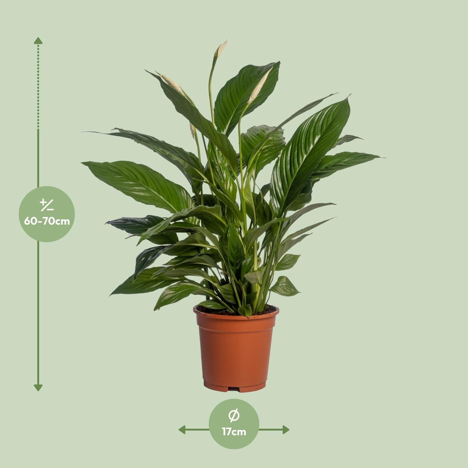 Spathiphyllum Vivaldi Peace Lily kamerplant met glanzende groene bladeren en witte bloemen in pot van 17 cm, hoogte 70 cm, luchtzuiverende en onderhoudsarme plant voor binnen, woonkamer of kantoor. Ook in Belgie