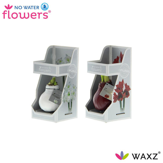 2 x No Water Flowers Waxz Colorz in Gift Box | Kamerbloem