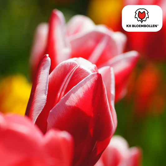 Candy Apple Delight tulpen – rood-witte bloembollen – 20 stuks