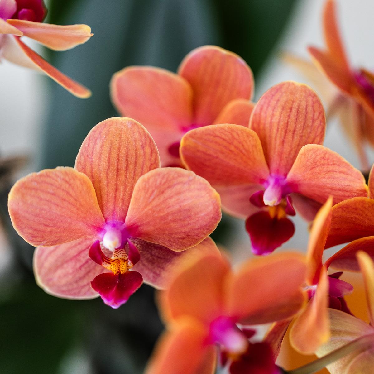 Oranje Phalaenopsis ‘Bolzano’ orchidee met 2 à 3 bloemtakken in een matte witte Bubble sierpot van keramiek – bloeiende kamerplant op tafel in modern interieur.