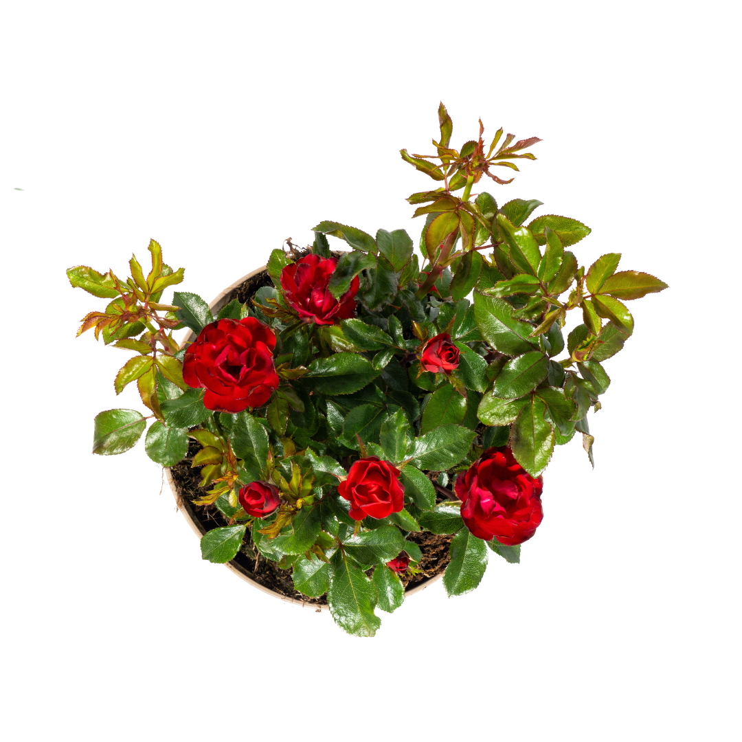 Rosa Zepeti rode roos met fluwelige bloemen in bloempot, ideaal voor borders en terras