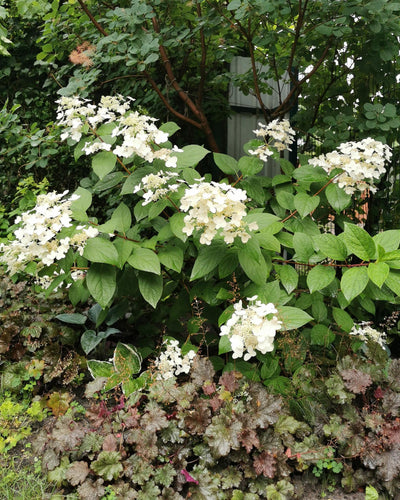 Hydrangea paniculata Wims Red – Spectaculaire kleurverloop