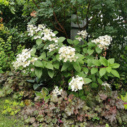 1x Hydrangea paniculata Wims Red | Buitenplant | Pluimhortensia