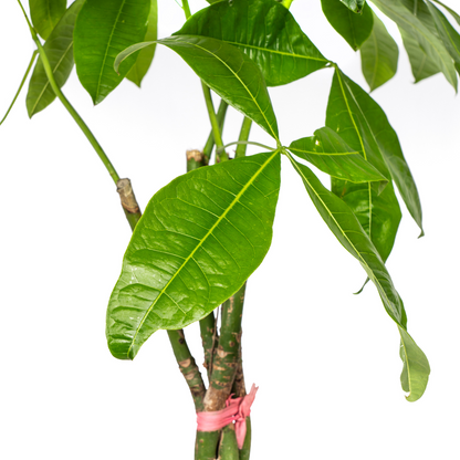 Pachira Aquatica met mand | XL Kamerplant | watercacao