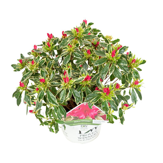 Compacte azalea met roze bloemen en bont blad voor tuin of terras