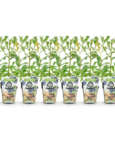 Blauwe bessenplant voor tuin en balkon met eetbare vruchten