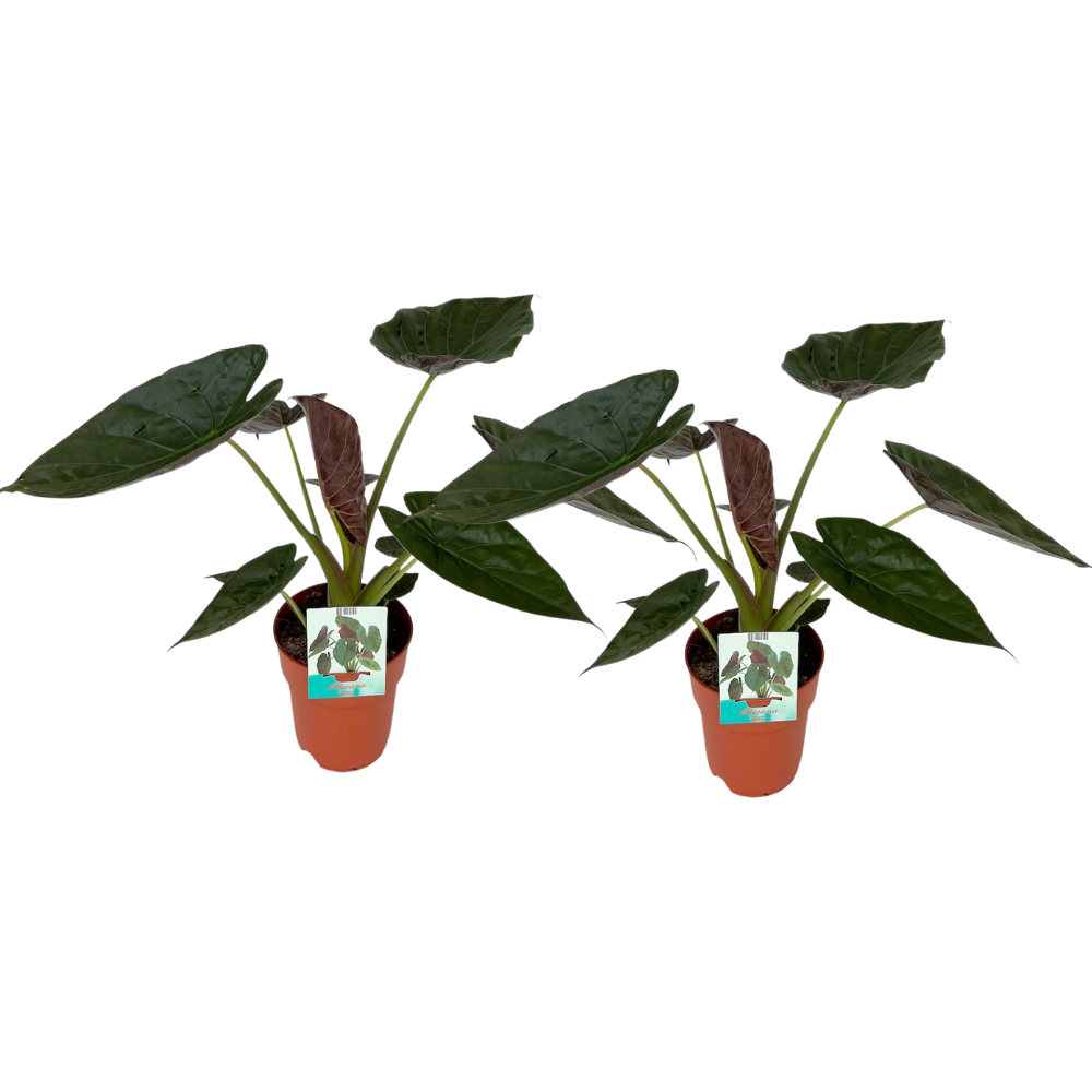 Alocasia Wentii - 2 stuks - Ø19cm - ↕85cm. Eyecather met bijzonder blad