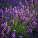 Lavandula angustifolia ‘Munstead’ | Geurige Lavendel