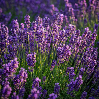 Lavandula angustifolia ‘Munstead’ | Geurige Lavendel