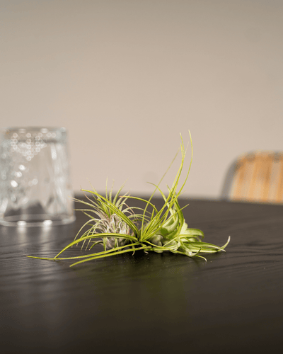 Luchtplanten mix zonder potgrond voor interieurdecoratie