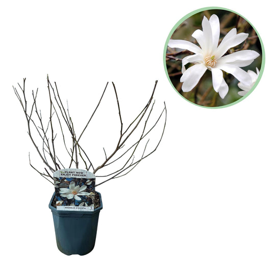 Green boutiQ - Shrubs - Magnolia Stellata - White Flower - 1 Plant - Deciduous - Low Maintenance - Pot 17cm Height 45cm