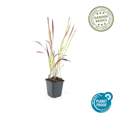 12x Imperata cylindrica 'Red Baron' - ↕10-25cm - Ø9cm  Bloedgras