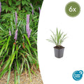 Liriope muscari ‘Ingwersen’ Buitenplant | Leliegras - Planttoday