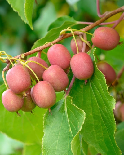Fruitplant | Actinidia arguta Weiki | Kiwiplant | Bio Fruit