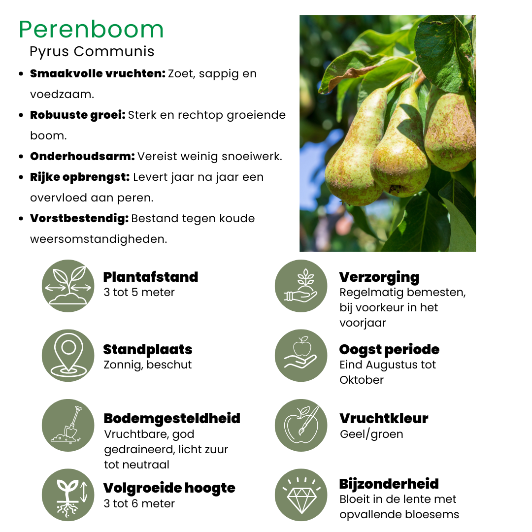 Biologische Perenboom Pyrus communis van 60 cm hoog in pot Ø 20 cm – compacte fruitboom met groene bladeren en zoete peren, geschikt voor tuin of balkon.