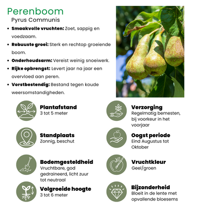 Biologische Perenboom Pyrus communis van 60 cm hoog in pot Ø 20 cm – compacte fruitboom met groene bladeren en zoete peren, geschikt voor tuin of balkon.