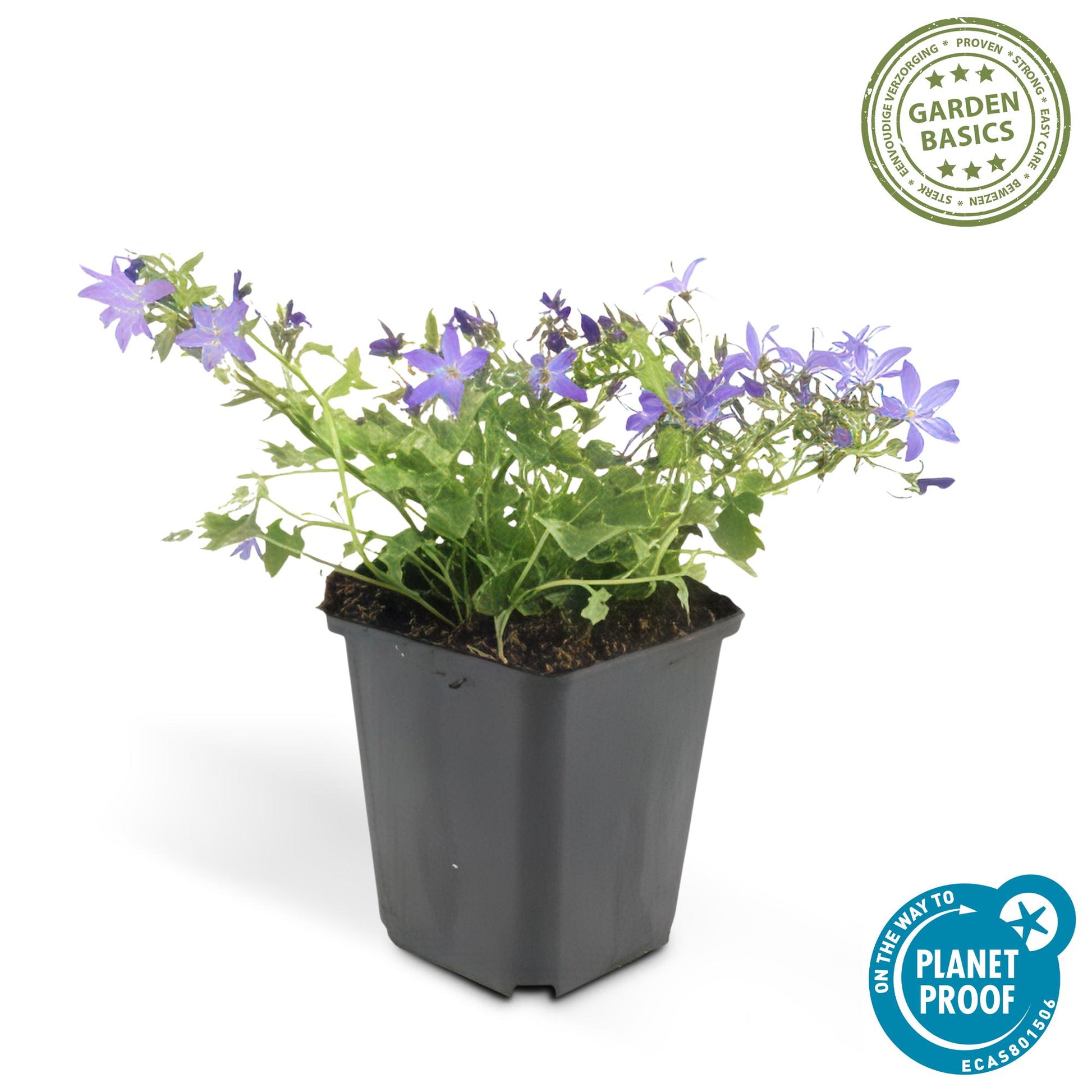 Campanula portenschlagiana ‘Stella’ met blauwe bloemen – laagblijvende bodembedekker voor zon en schaduw, ideaal voor borders en muurtjes