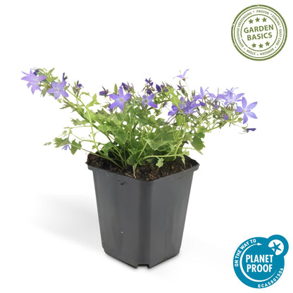 Campanula portenschlagiana ‘Stella’ met blauwe bloemen – laagblijvende bodembedekker voor zon en schaduw, ideaal voor borders en muurtjes