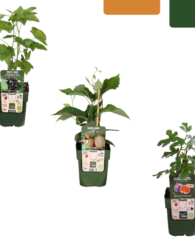 Zoete oogst trio – biologische fruitplanten mix van 3 soorten voor een duurzame en smaakvolle oogst in eigen tuin