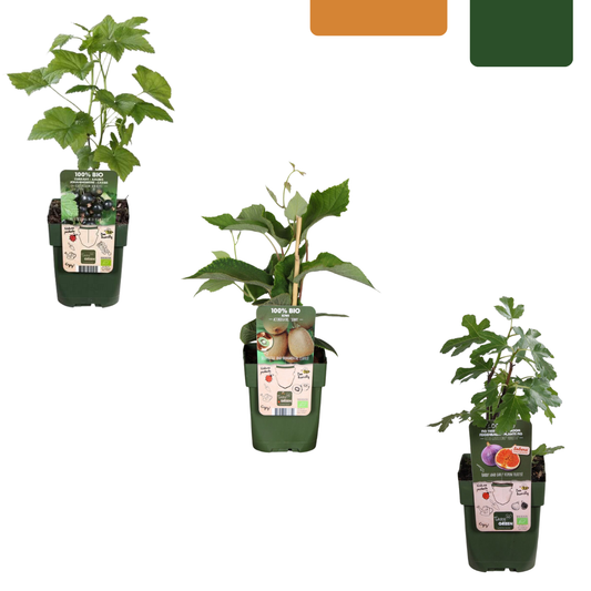 Zoete oogst trio – biologische fruitplanten mix van 3 soorten voor een duurzame en smaakvolle oogst in eigen tuin