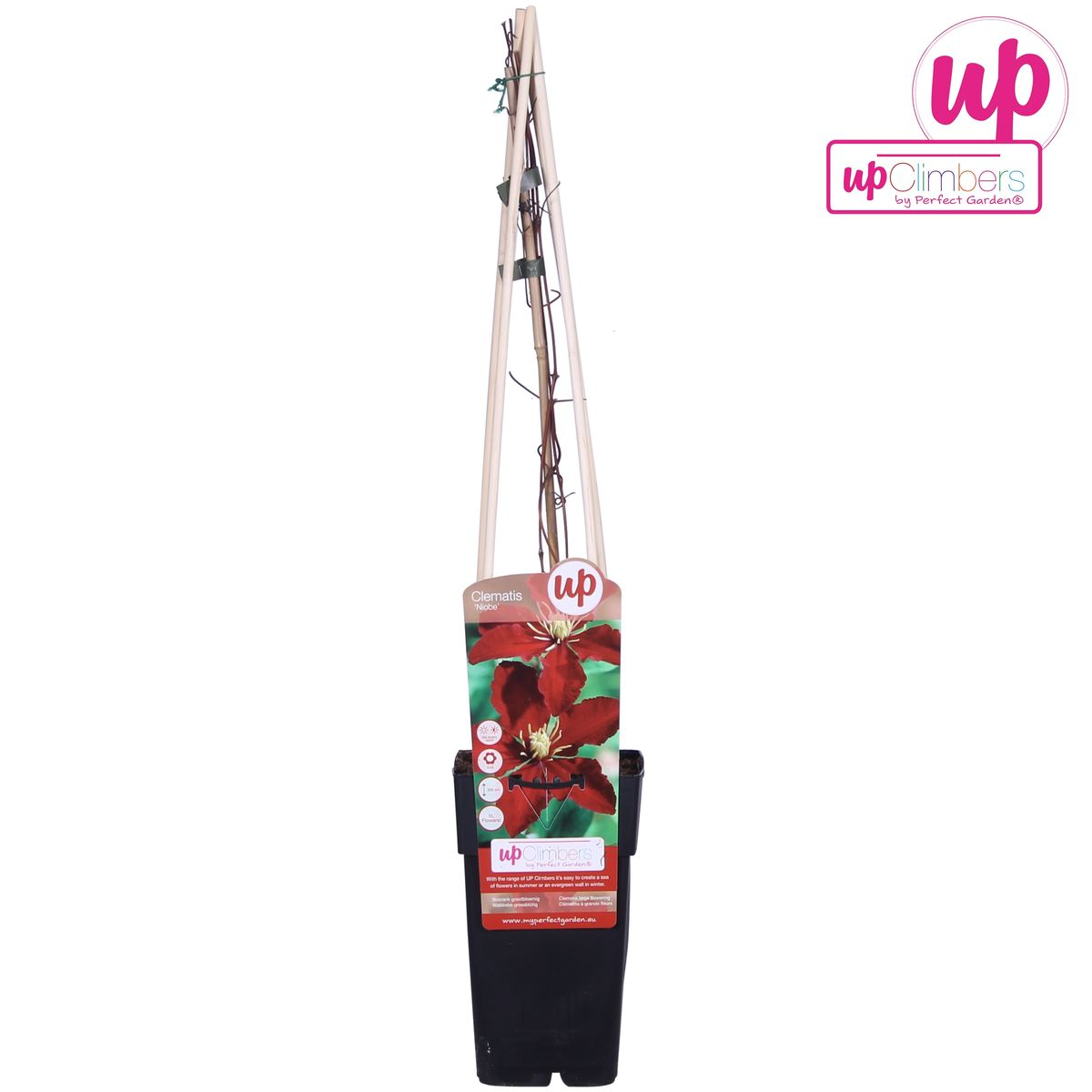 Grootbloemige rode clematis voor schutting of pergola