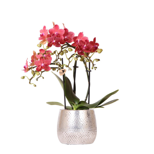 Rode Phalaenopsis orchidee bij Planttoday