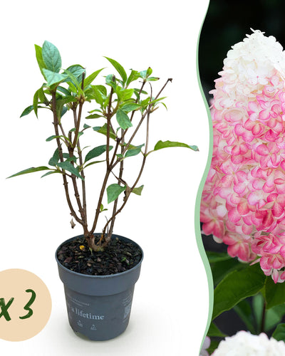 3 x Tuinplant | Hydrangea panniculata Living Pink & Rose | Pluimhortensia | Tuinplant