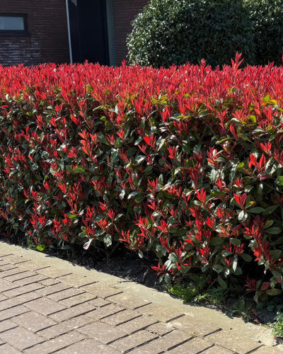 6 x Haagplanten | Photinia fraseri Carre Rouge | Glansmispel