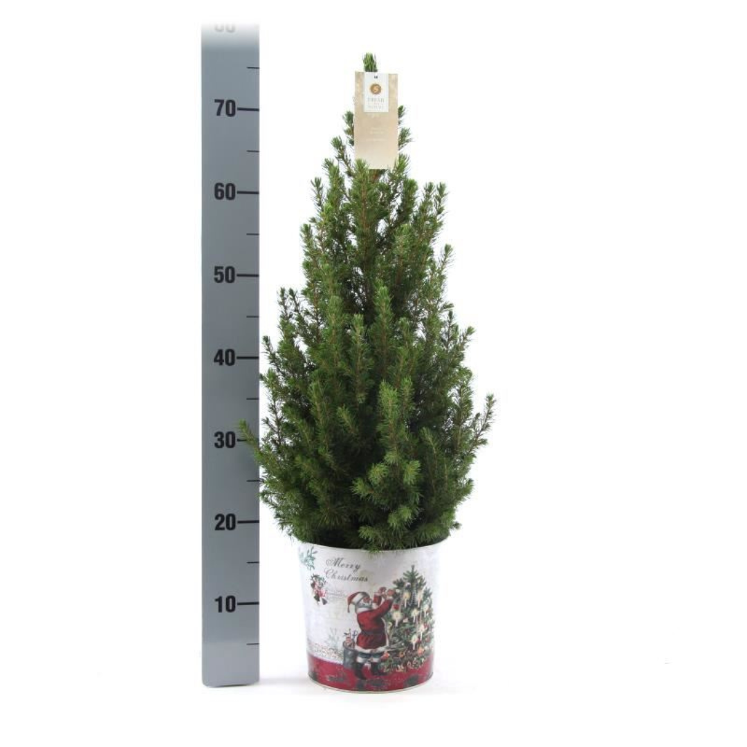 Kleine Kerstboom in Kerstmis sierpot | Picea Glauca Conica