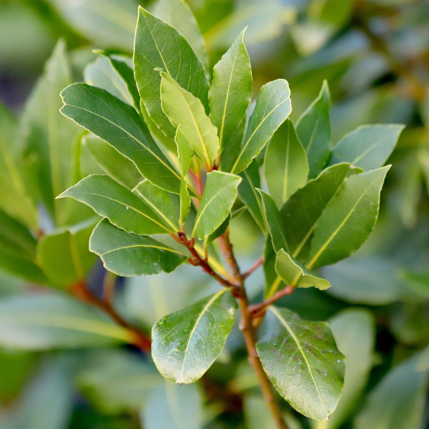 Plant op Stam | Laurus nobilis | Terras Plant