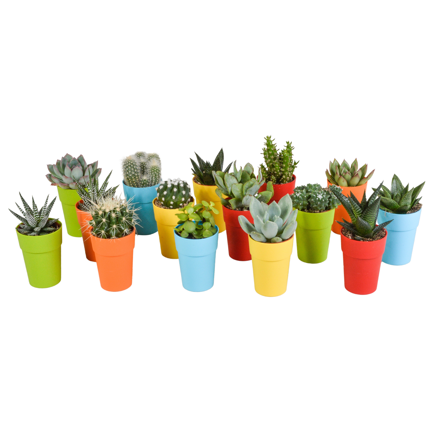Mix van 15 cactussen en vetplanten in gekleurde plasticpotten – variatie in vorm, hoogte en kleur.