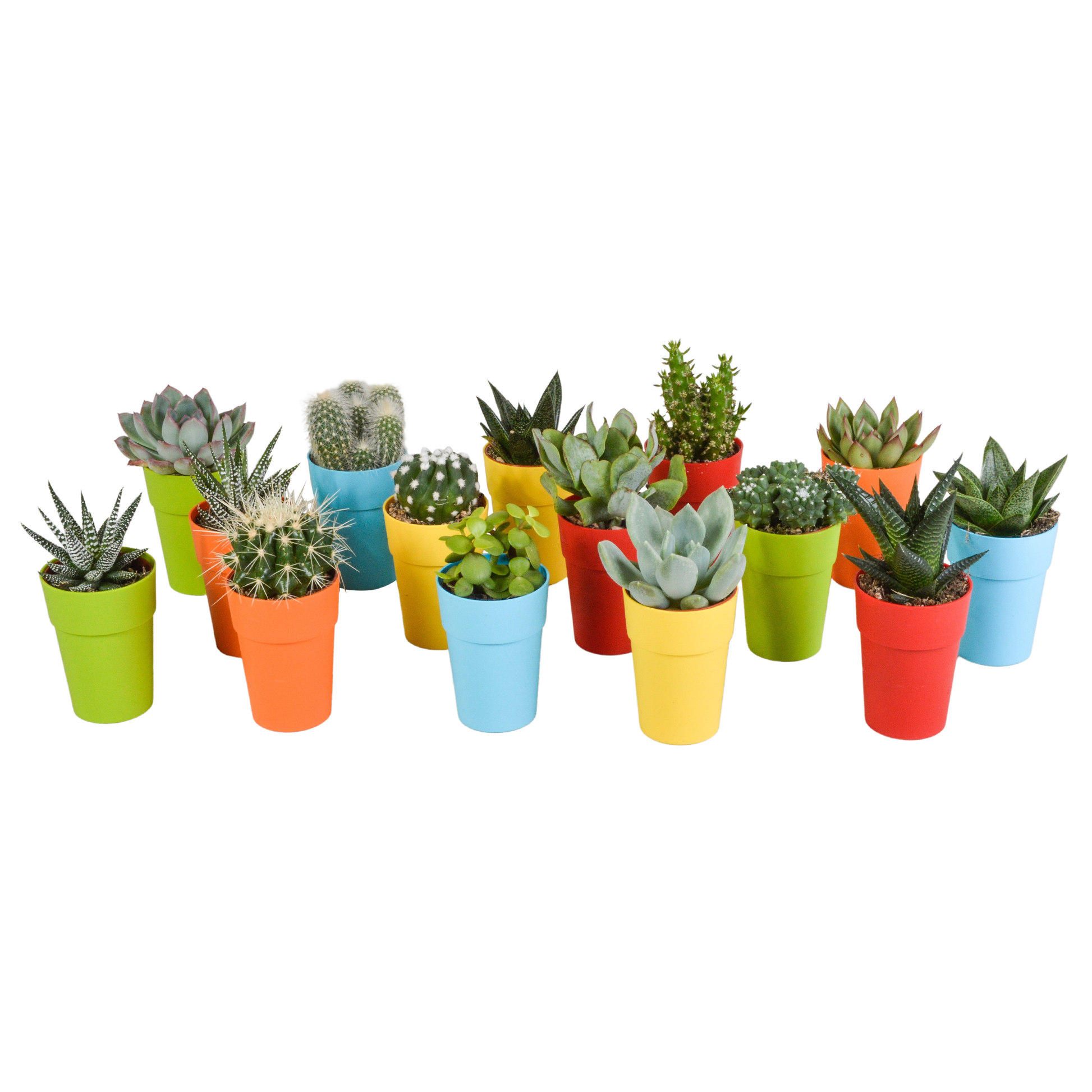 Mix van 15 cactussen en vetplanten in gekleurde plasticpotten – variatie in vorm, hoogte en kleur.