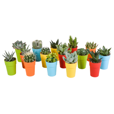 Mix van 15 cactussen en vetplanten in gekleurde plasticpotten – variatie in vorm, hoogte en kleur.