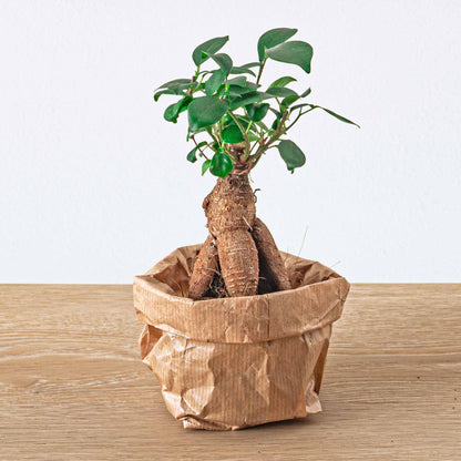 Planten terrarium pakket | Ficus Ginseng bonsai