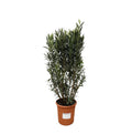 beslist.nl.Nerium Oleander struik