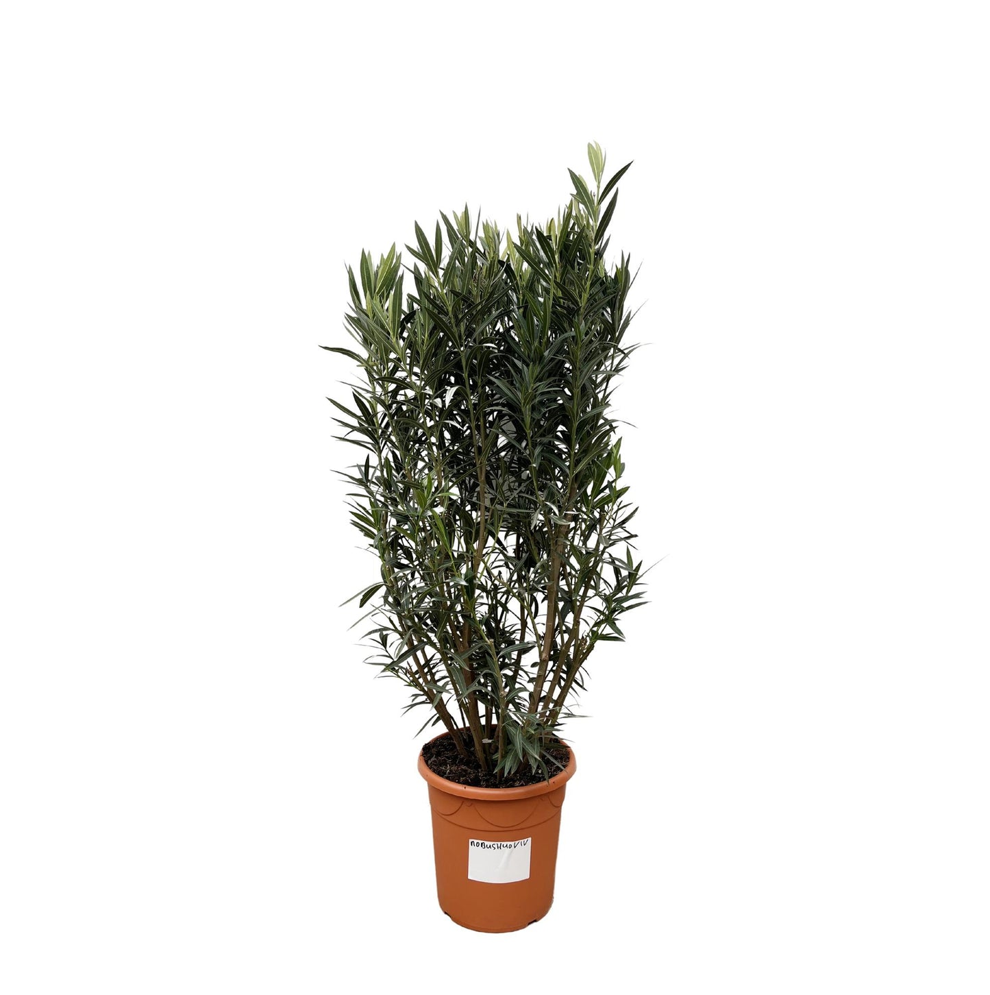 Nerium Oleander struik | Tuinplant