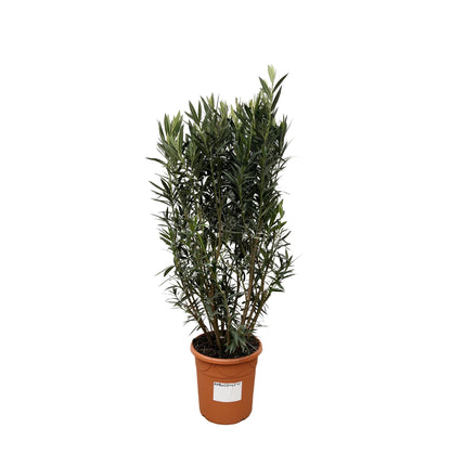 Nerium Oleander struik | Tuinplant